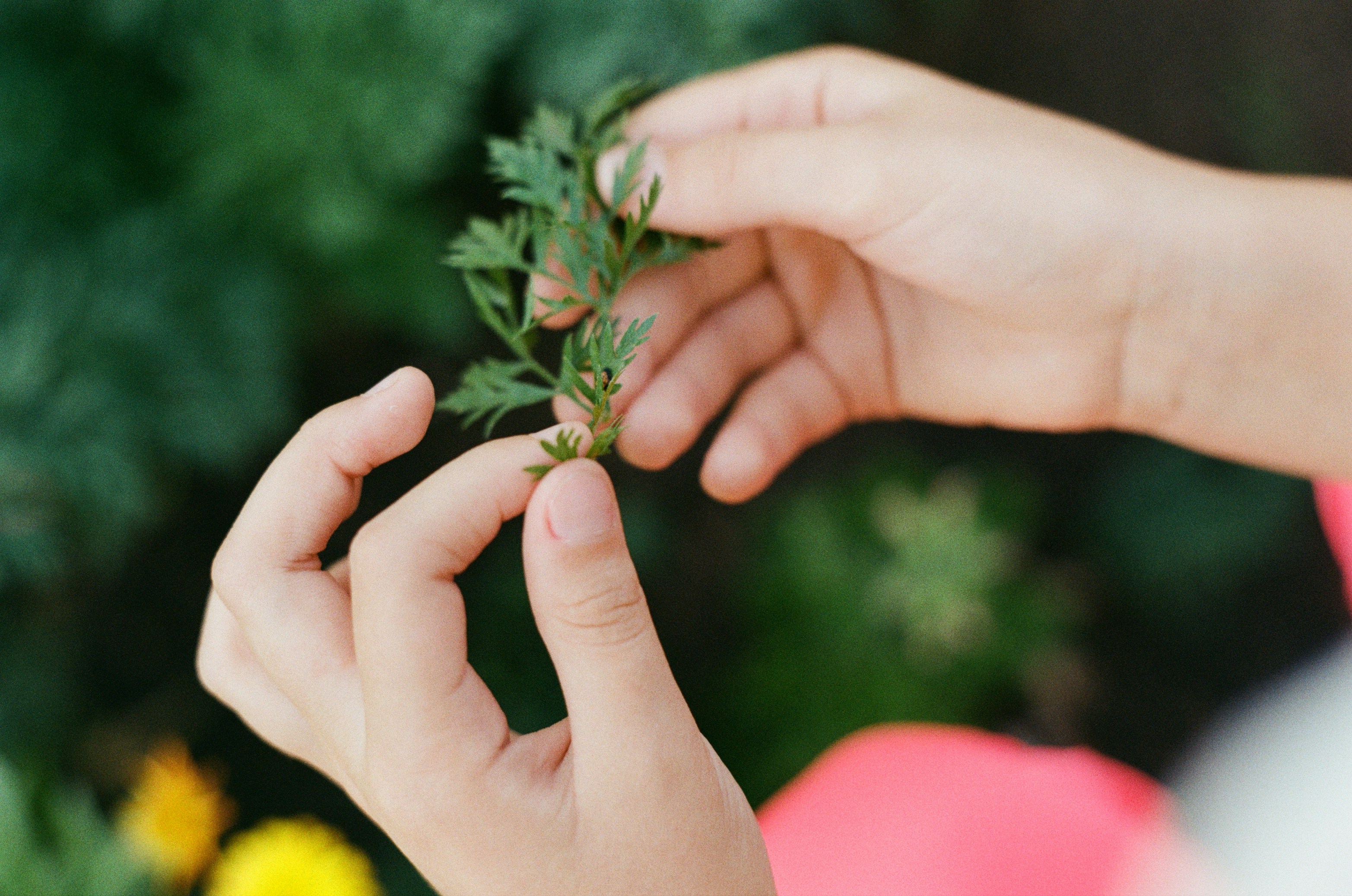 Hands gently cradling a young green sprout, symbolizing nurturing growth and new beginnings